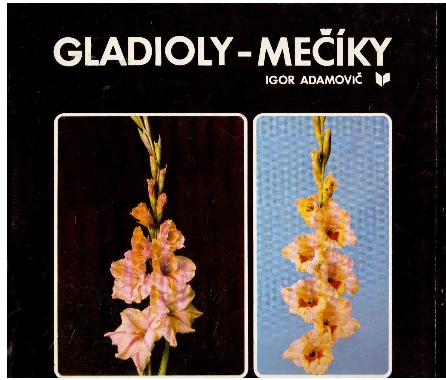 Gladioly-Meciky