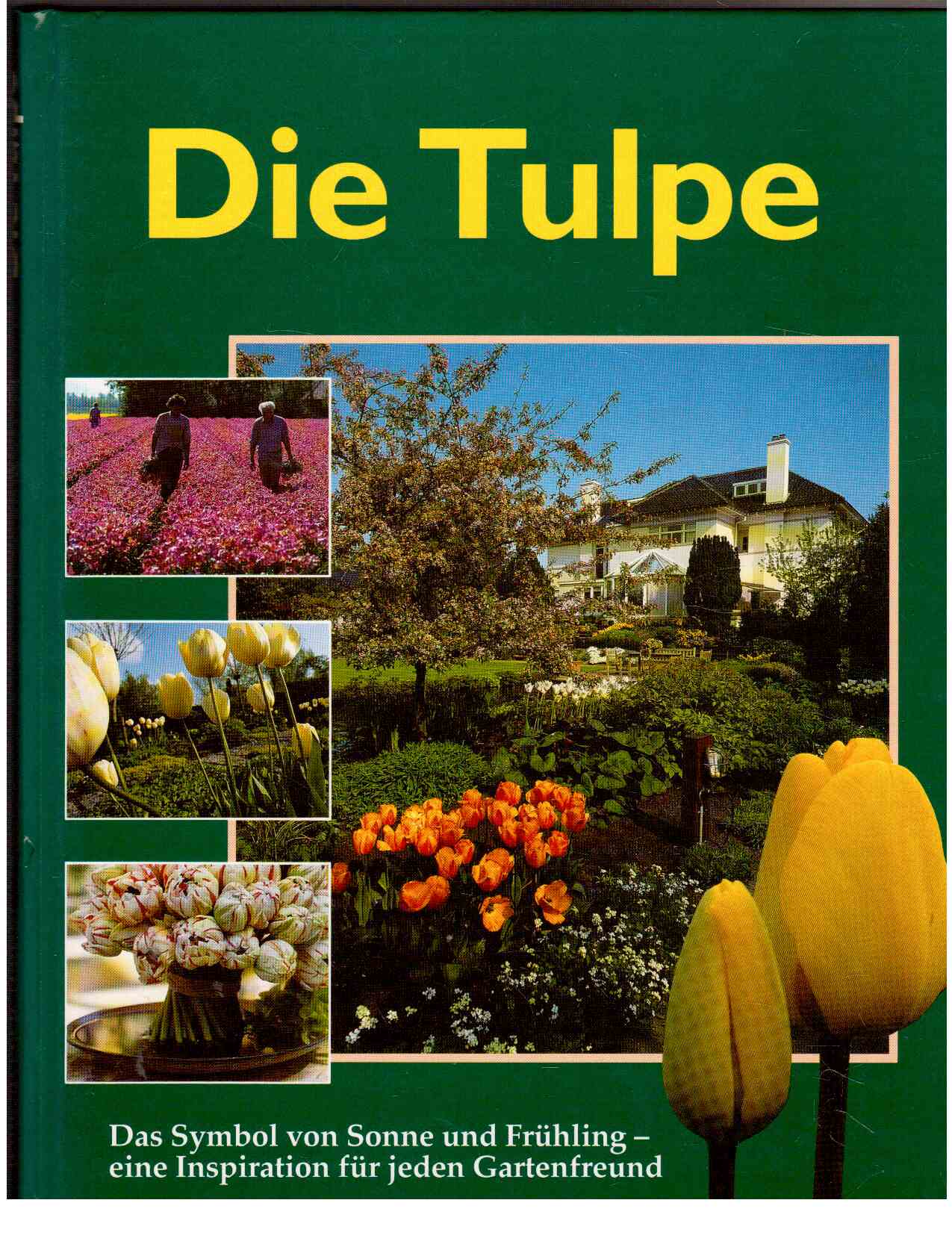 Die Tulpe : Das Symbol von Sonne und Frühling- eine Inspiration für jeden Gartenfreund.