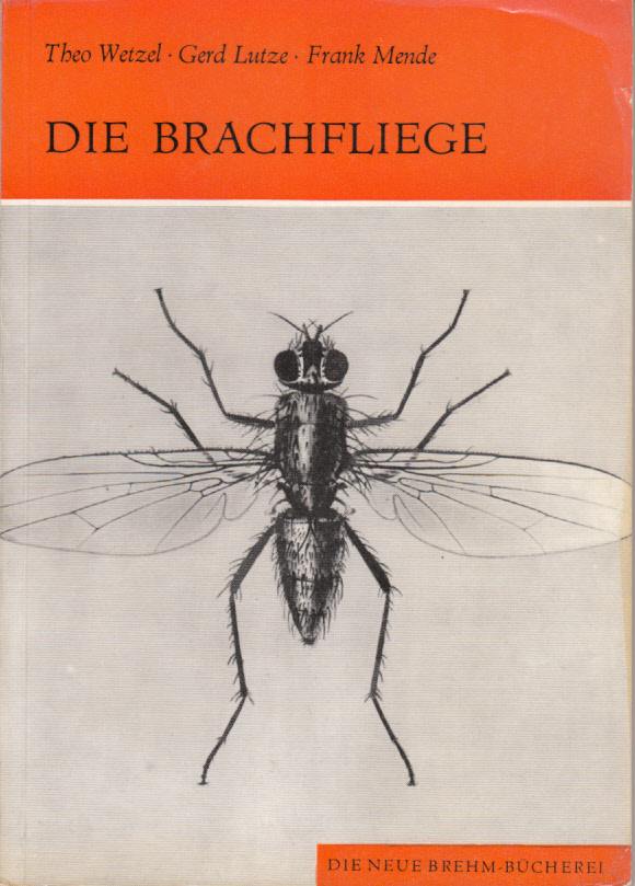 Die Brachfliege :  Leptohylemyia coarctata Fallen.